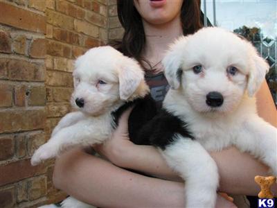 Old English Sheepdog Puppies for Sale