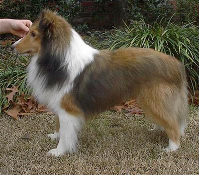Stud Dogs - Shetland Sheepdog