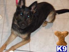Dogs for Adoption
