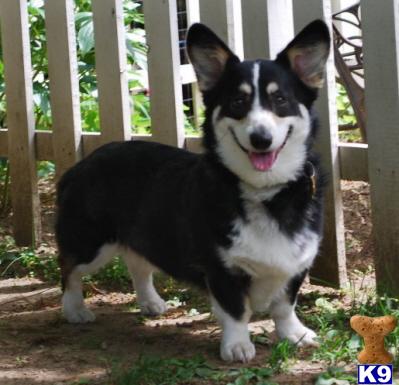 Dogs for Adoption