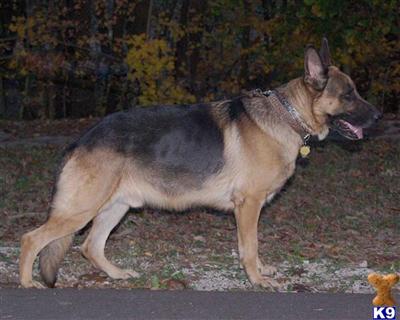 Stud Dogs in MO