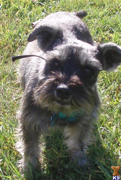 Dogs for Sale in OH
