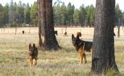 Stud Dogs in OR