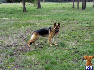 Dogs for Sale in OR