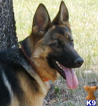 Dogs for Sale in OR