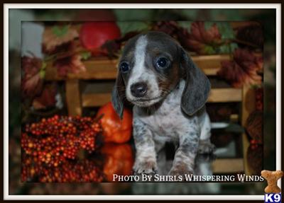 Puppies in MA