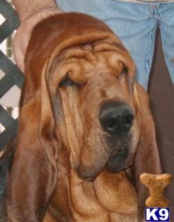 Bloodhound Puppies for Sale