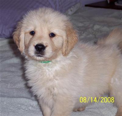 Puppies in IA