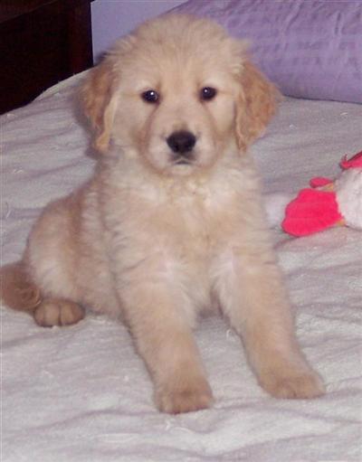 Puppies in IA