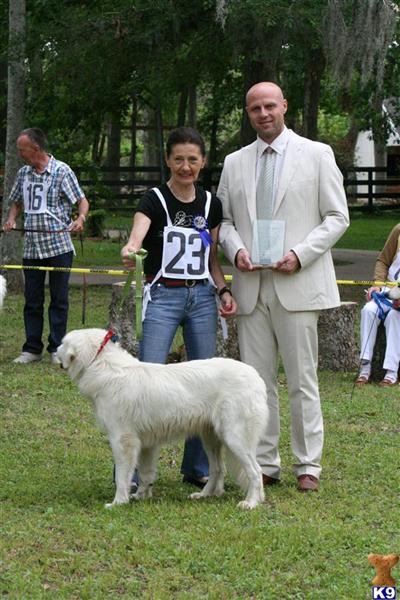 Slovensky Cuvac Puppies for Sale