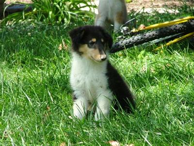 Collie Puppies for Sale