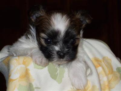 Mi-Ki Puppies for Sale