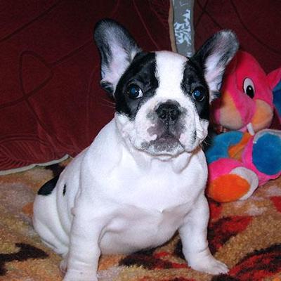 French Bulldog Puppies for Sale