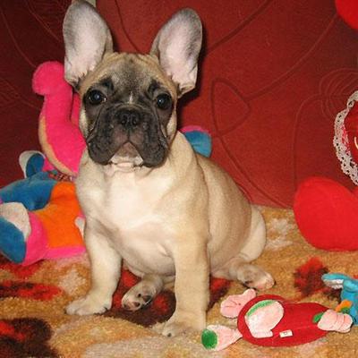 French Bulldog Puppies for Sale