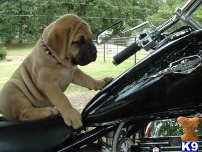 Bullmastiff Puppies for Sale