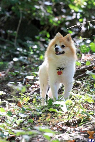 Stud Dogs - Pomeranian