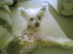 Stud Dogs - Chinese Crested