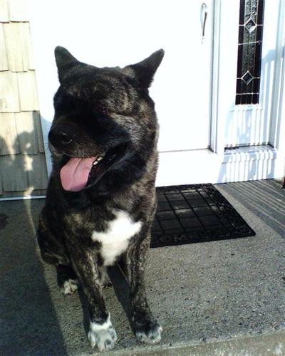 Stud Dogs - Akita
