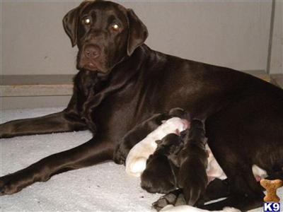 Puppies in CA