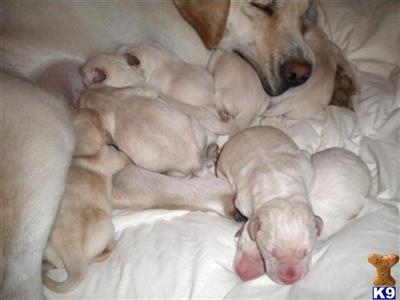Puppies in CA