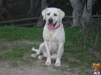Stud Dogs - Labrador Retriever