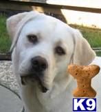 Stud Dogs - Labrador Retriever
