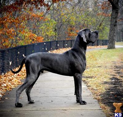 Stud Dogs in MN