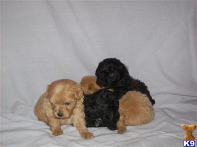 Poodle Puppies for Sale