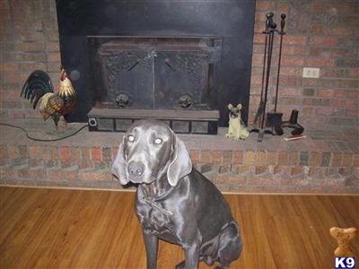 Stud Dogs - Weimaraner