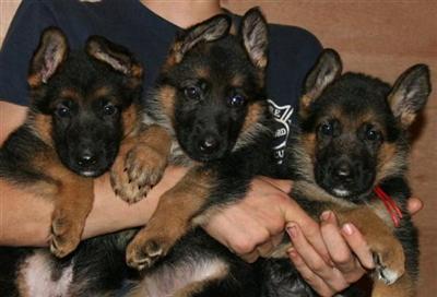 Puppies in CT