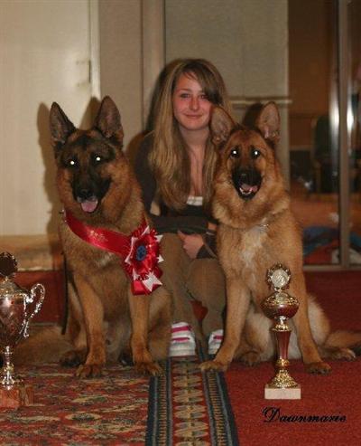 Stud Dogs in CT