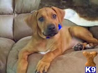 Rhodesian Ridgeback Puppies for Sale