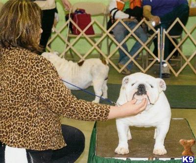 Stud Dogs - Bulldog