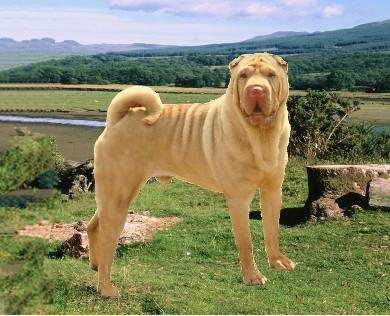 Dogs - Chinese Shar-Pei