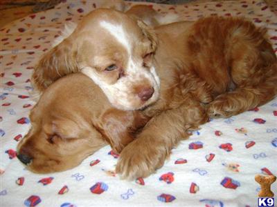 Puppies in TX