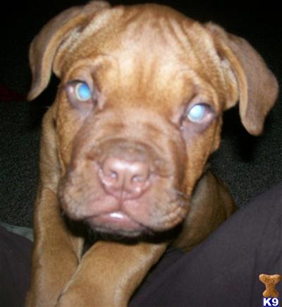 Dogue De Bordeaux Puppies for Sale