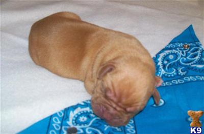 Dogue De Bordeaux Puppies for Sale