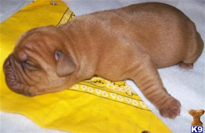 Dogue De Bordeaux Puppies for Sale