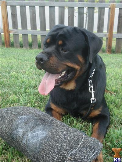 Dogs for Sale in IL