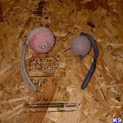 Used Dog Supplies for Sale
