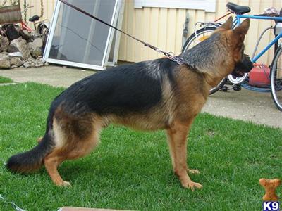Dogs - German Shepherd