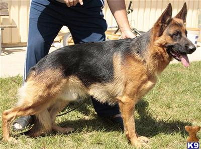 Dogs - German Shepherd