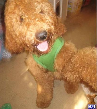 Stud Dogs - Goldendoodles