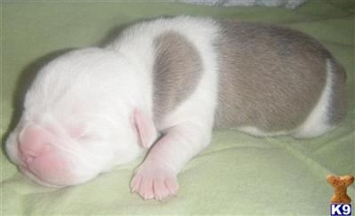 Puppies in MD