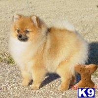 Dogs for Sale in NM
