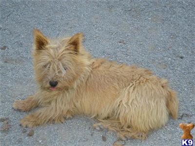 Dogs for Adoption