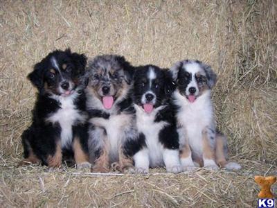 Puppies in NV