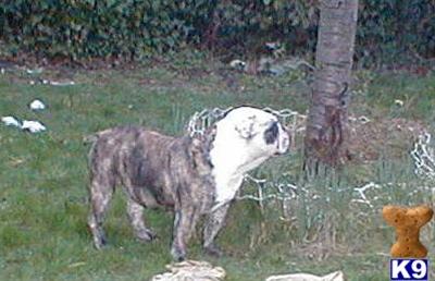 Dogs for Sale