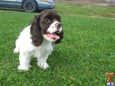 American Cocker Spaniel Puppies for Sale