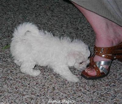 Bolognese Puppies for Sale